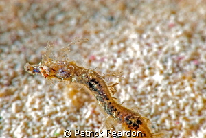 Pipehorse shot taken with Nikon 105mm and SubSea 10X.  I ... by Patrick Reardon 